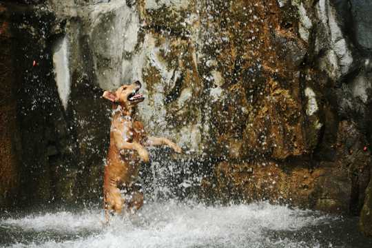 戏水的小狗图片