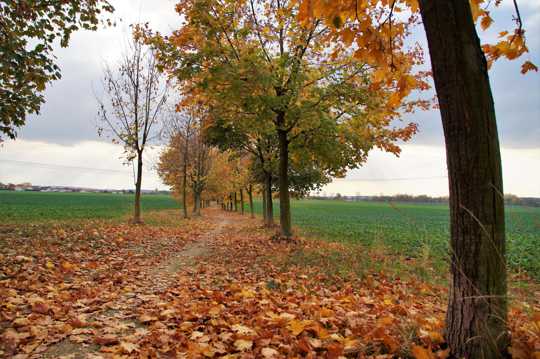 秋季树木枯叶景观图