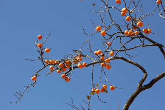 秋日柿子树图片