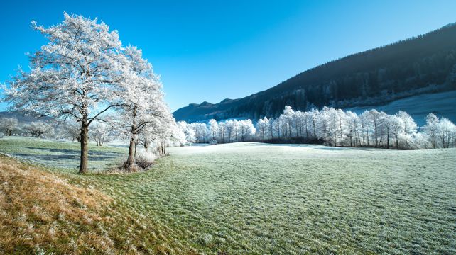 唯美冬日树木景物图片
