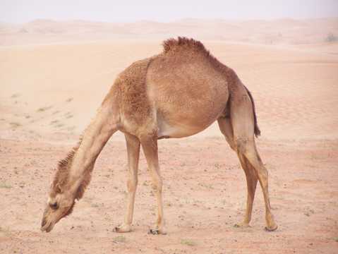 高清大漠骆驼图片