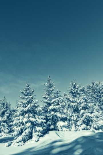 蓝天森林雪景图片