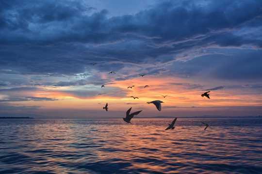 夕照海鸥图片