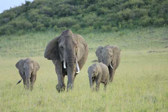 草坪上徒步的大象图片