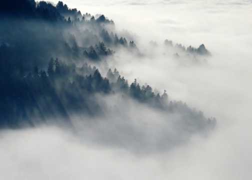 云雾树林图片