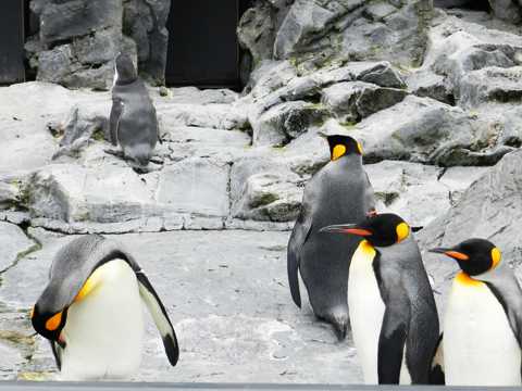 水族馆里可人的企鹅图片