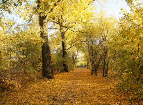 秋季森林黄叶景观图片