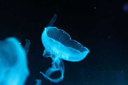 蓝色荧光水母图片