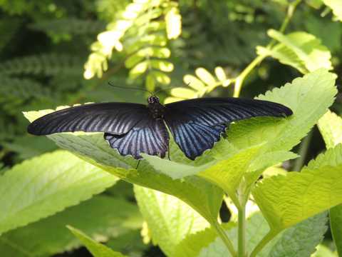 漂亮黑色蝴蝶图片
