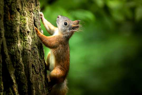 小松鼠爬树图片
