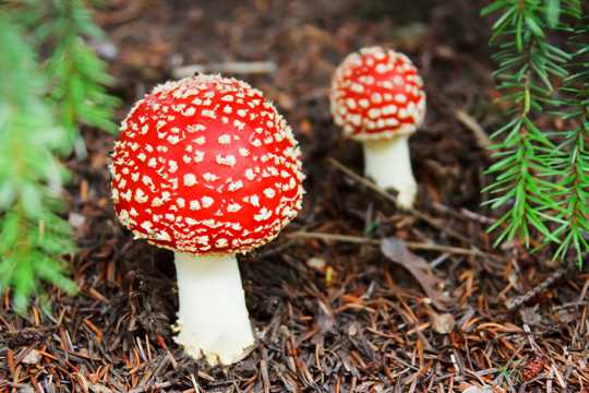 美丽的毒蘑菇图片