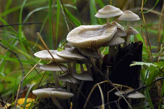 白色蘑菇群图片