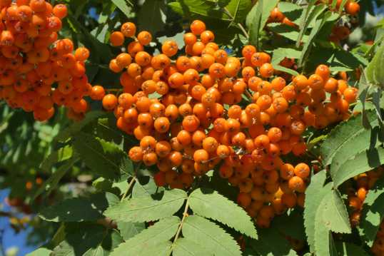 橙色野生浆果图片