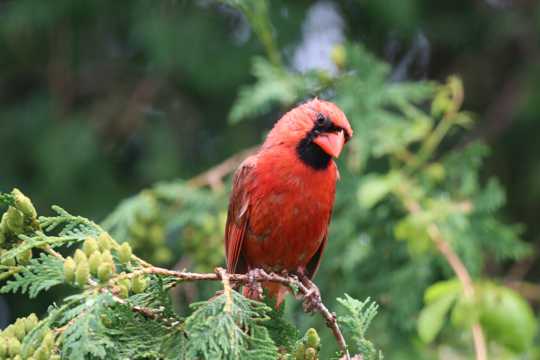 羽毛好看的红衣主教鸟图片
