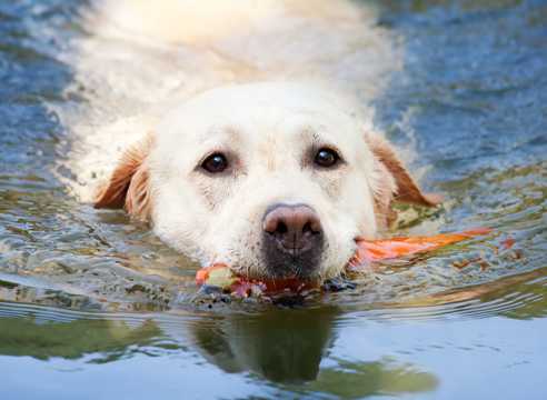 拉布拉多犬游泳图片