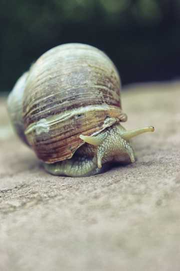 蜗牛高清高清图片