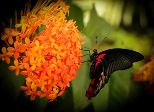花卉上的黑蝴蝶图片