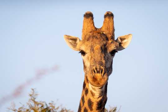 南非草地上的长颈鹿图片
