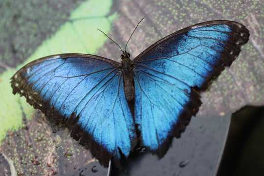蓝色黑边蝴蝶图片