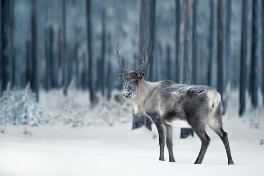 高清冬天麋鹿拍摄图片