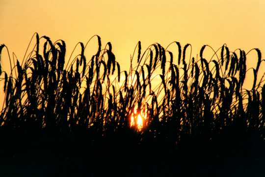 夕照残阳小麦剪影图片