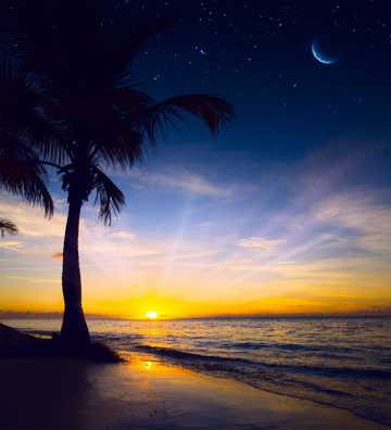 沙滩椰树景致图片