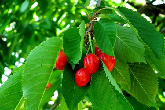 枝头成熟红樱桃图片