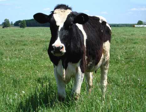 牧区里的荷兰奶牛图片