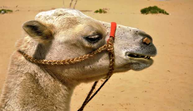 戈壁骆驼头部特写图片