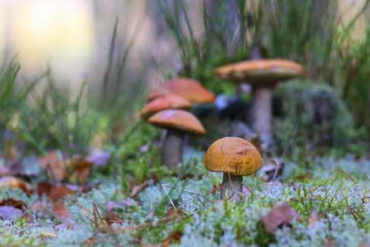 树林野蘑菇图片