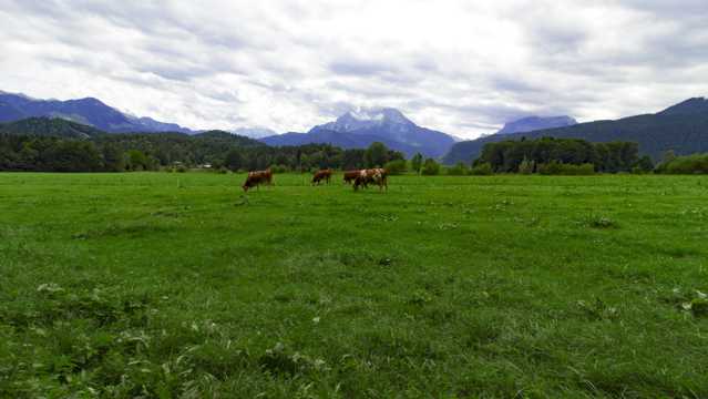 巴伐利亚草场景观图片