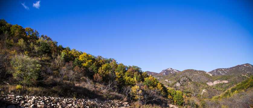 漫山遍野的金色秋景图片