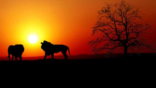 夕阳狮子树木剪影图片