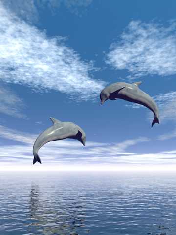 高清蓝天海豚图片