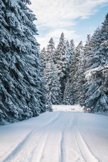 冬季的雪景图片