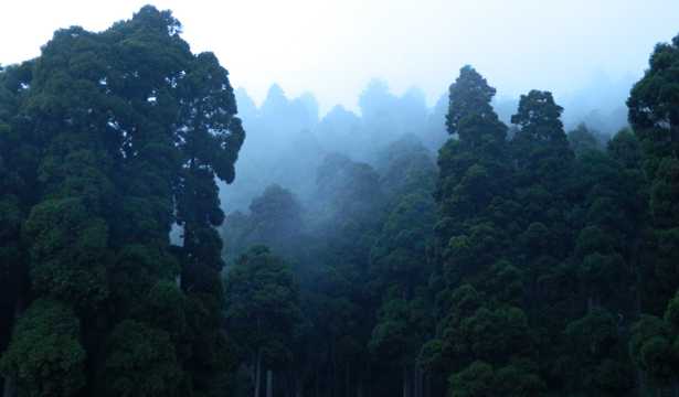浓雾树林图片