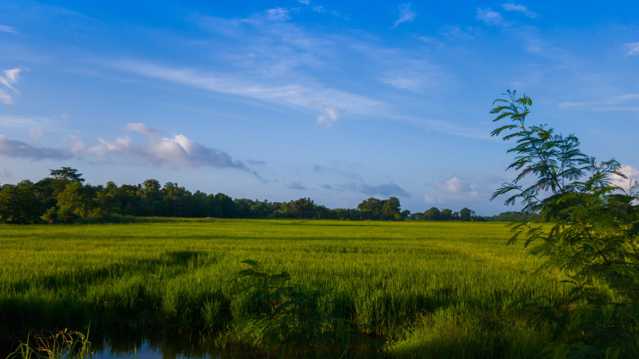 绿色稻田唯美自然风光图片