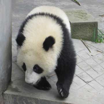 可人熊猫高清图片