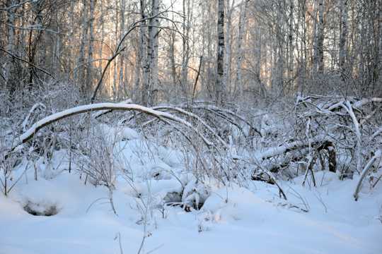 冬日丛林树木雪景图片