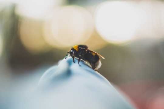 蜜蜂嗡嗡拍照图片