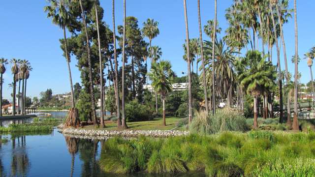 洛杉矶棕榈树图片