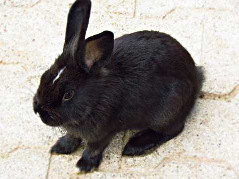 可人黑色兔子图片