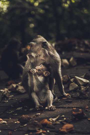 母猴带小猴图片
