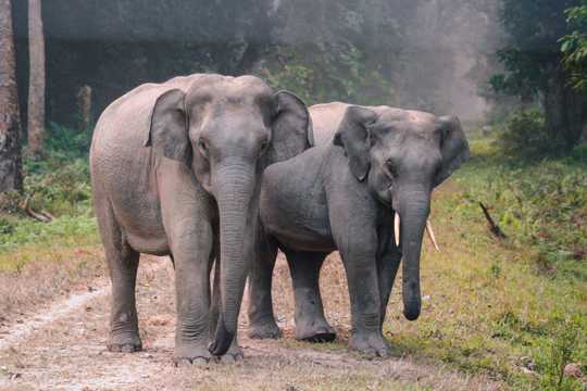 两只大象并排步行图片