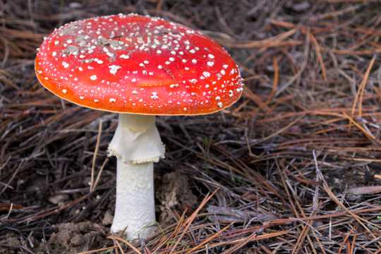 红色伞状毒蘑菇图片