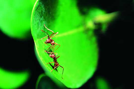 两只蚂蚁微距摄影