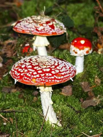 野生红蘑菇图片