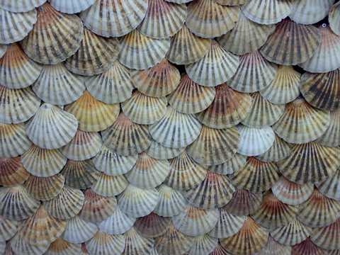 形状各异的贝壳图片