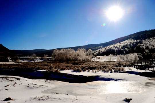 蓝天艳阳树木雪地景致图片