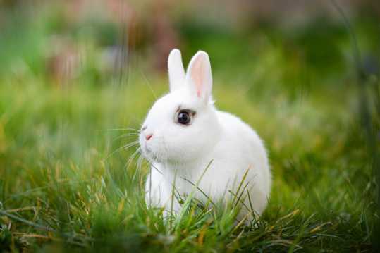 人见人爱的兔子图片